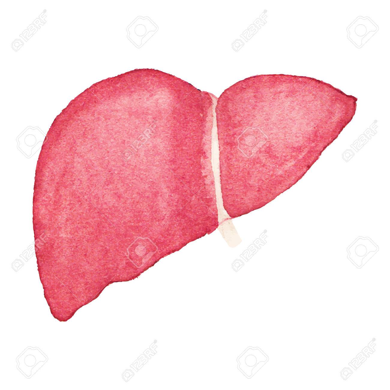 1300x1300 Watercolor Realistic Human Liver On The White Background. Royalty