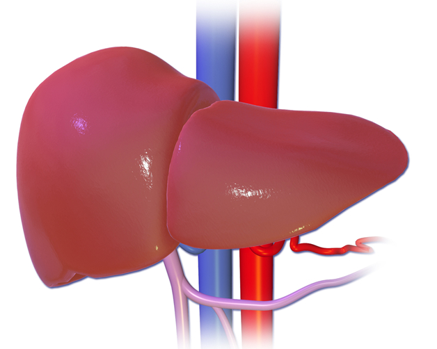 628x502 Do You Know What Your Liver Does