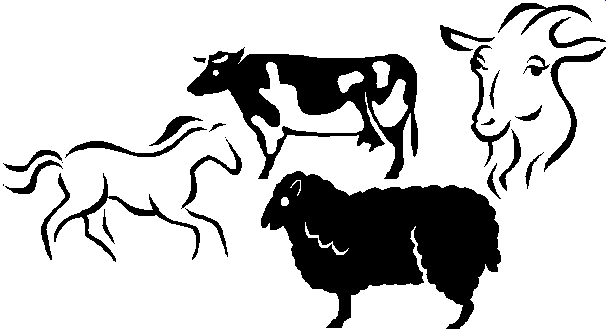 606x329 Livestock Show Clipart