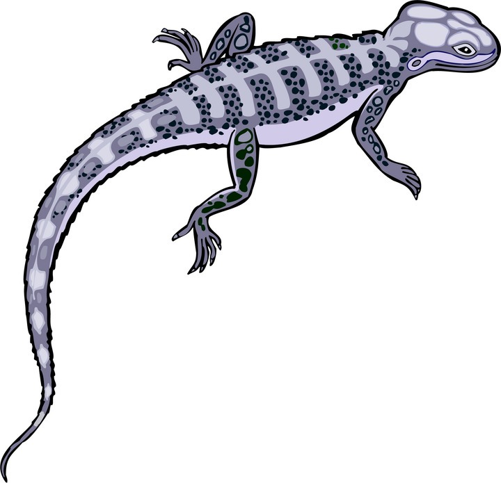 720x695 Lizard Clipart 12