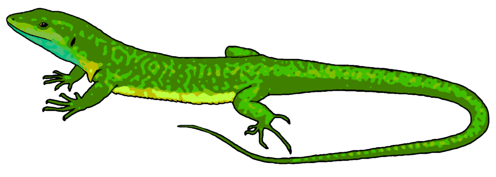 1024x366 Lizard Clipart Free Download Clip Art