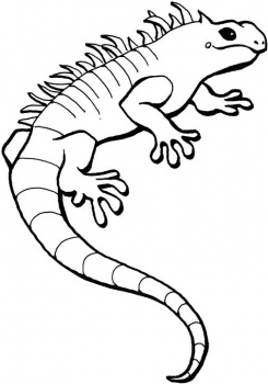 245x350 Iguana Clipart Black And White