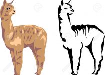 210x150 Clip Art Clip Art Llama