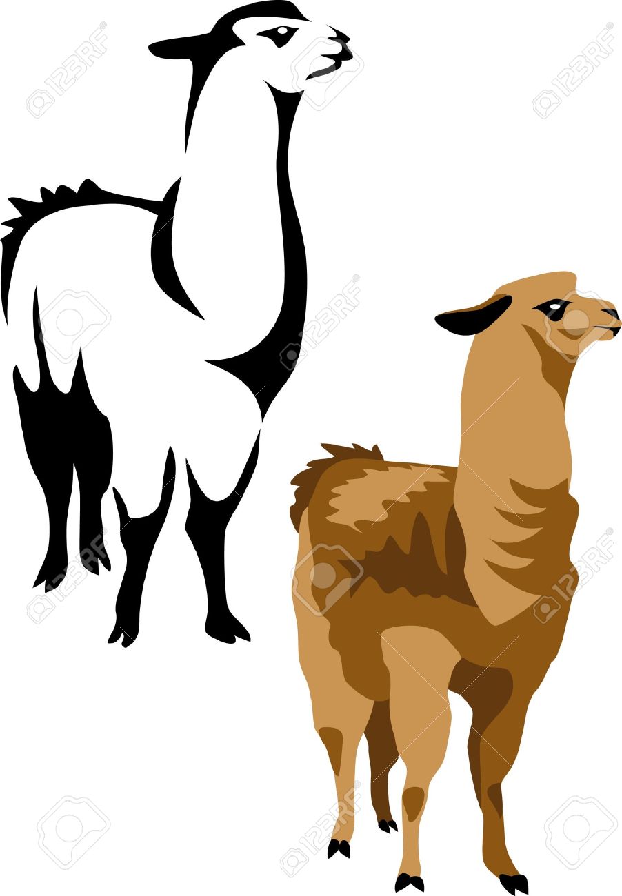 902x1300 Alpaca Clipart Albino