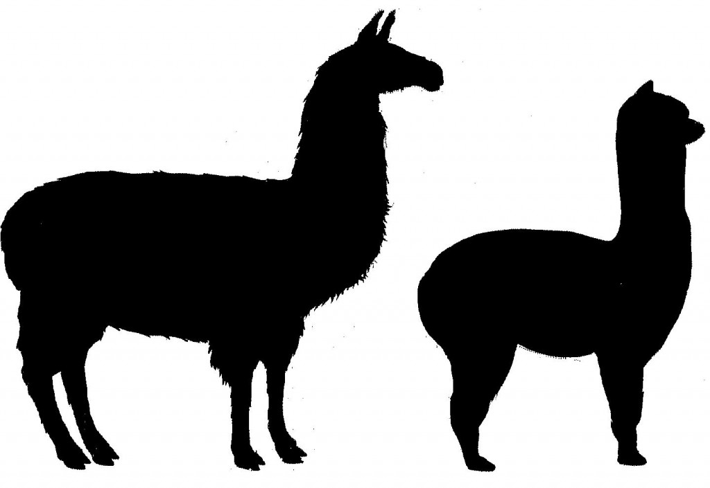 1024x705 Llama Clipart Simple