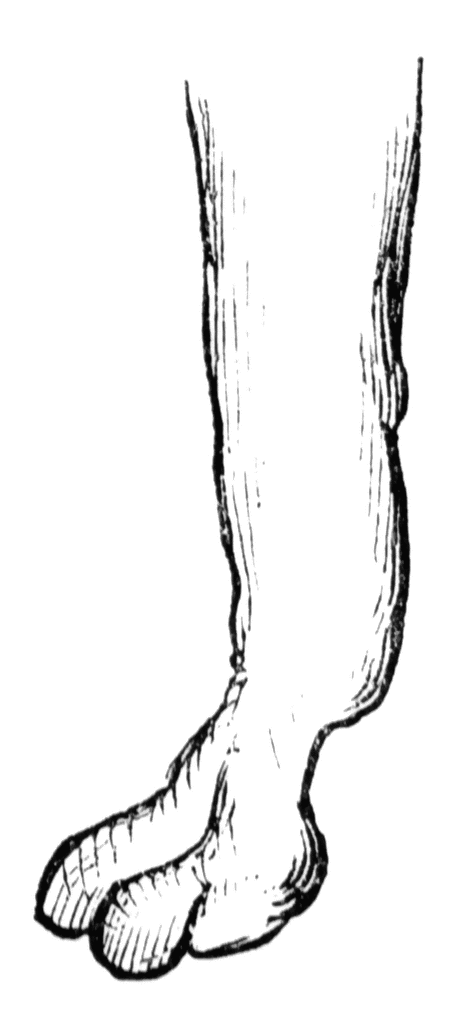 471x1024 Ungulate Feet Clipart Etc