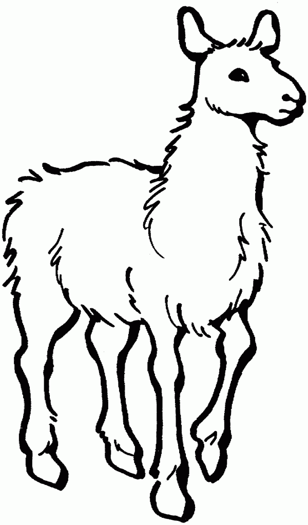 600x1023 Llama