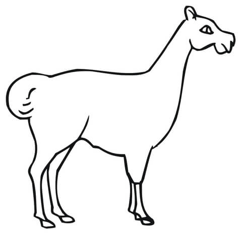 480x467 Dam Llama Outline Coloring Page