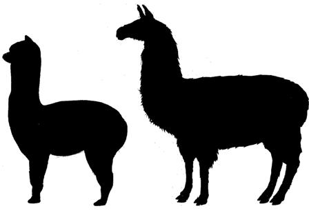 448x309 Llama Clipart Difference Between