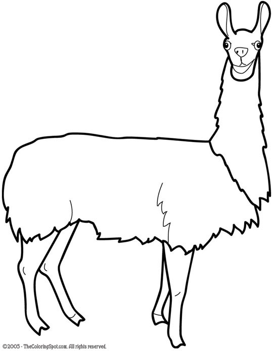 540x695 Cartoon Llama Clipart