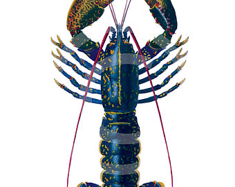 340x270 Lobster Clip Etsy