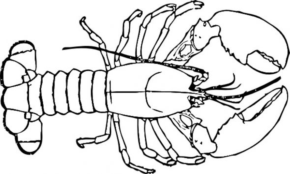 590x354 Lobster Outline 4