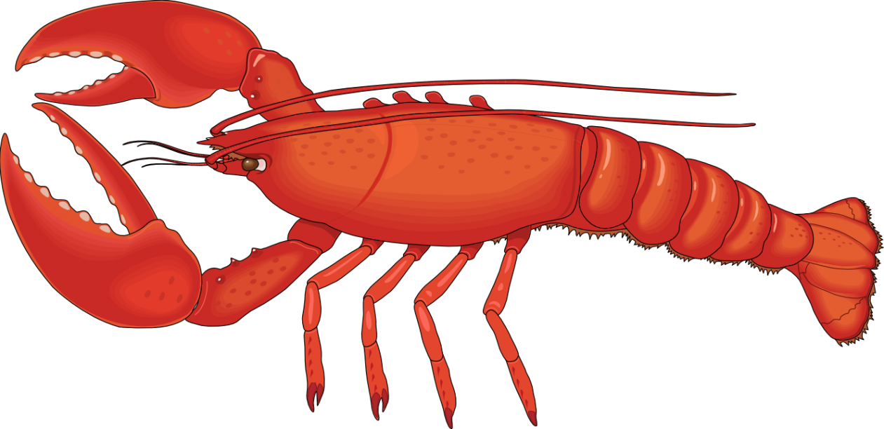 1261x612 Lobster Clipart Udang