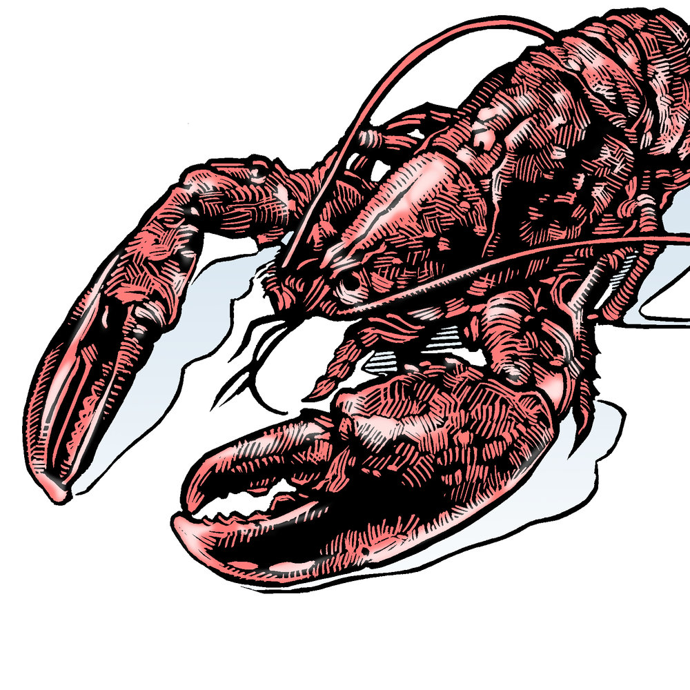 1000x1000 Lobster Daniel Joseph Durkin Illustrations