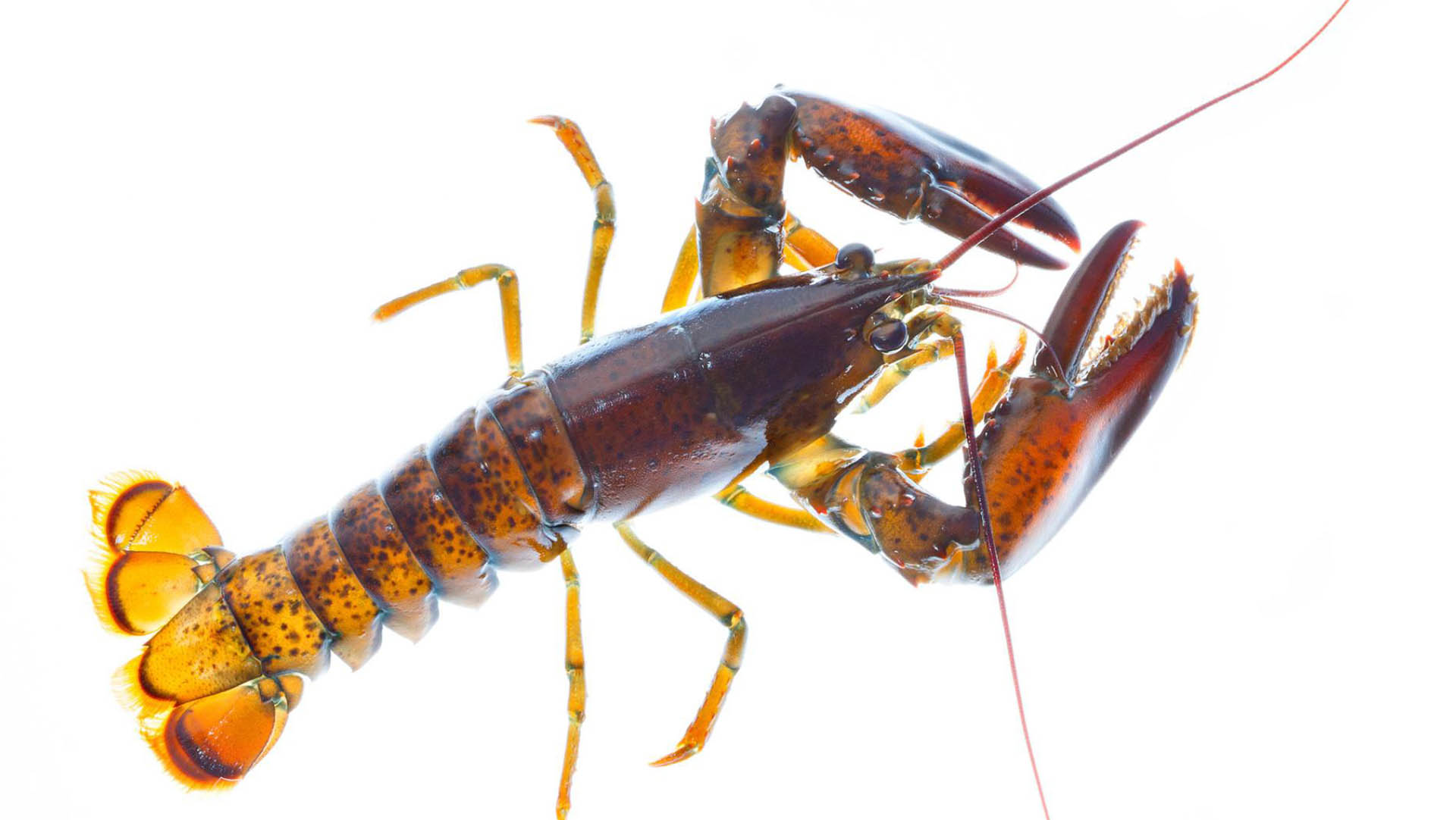 1920x1082 The Weird World Of Lobster Sex Animals National Geographic Au