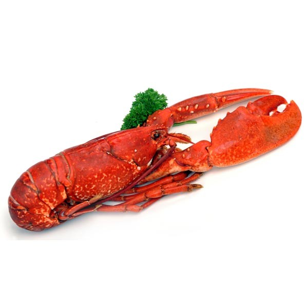 600x600 Bells Fishmongers Buy Cooked Lobster Online