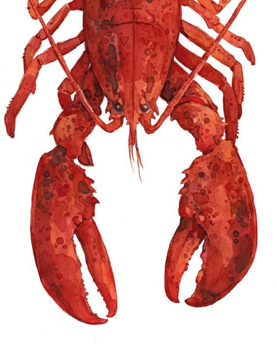 570x725 Best Lobster Drawing Ideas Mythical Sea