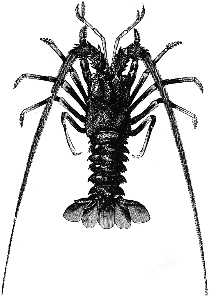 718x1024 Spiny Lobster Clipart Etc