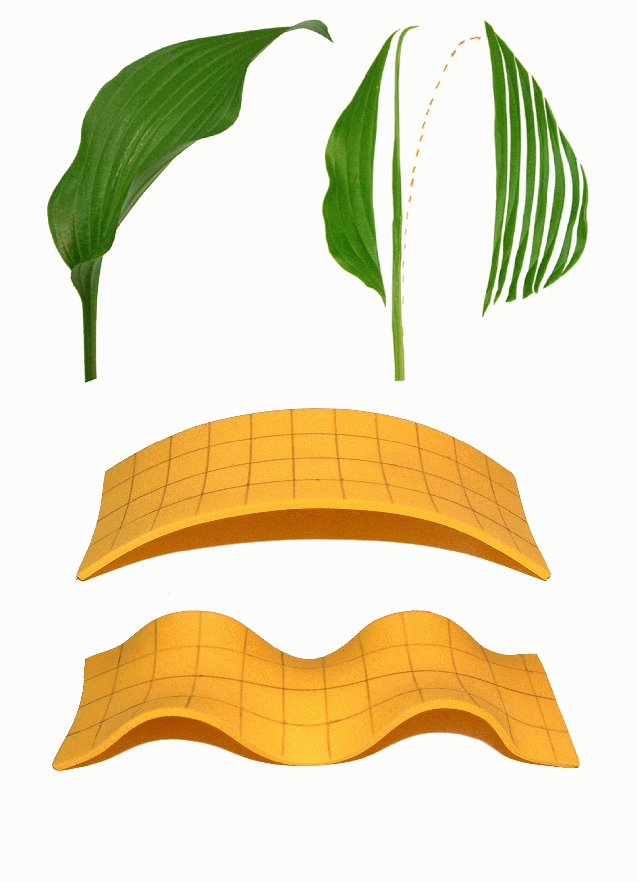 1283x1772 Characteristic Shape Of A Long Leaf Revealed