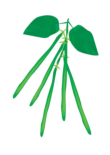 437x612 Plant Clipart Long Bean