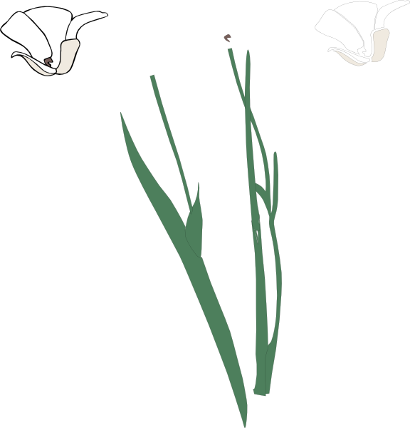 576x600 White Long Stem Flower Broke Apart Clip Art