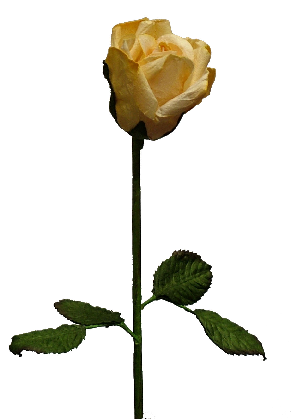 1212x1744 Long Stem Yellow Rose Clipart