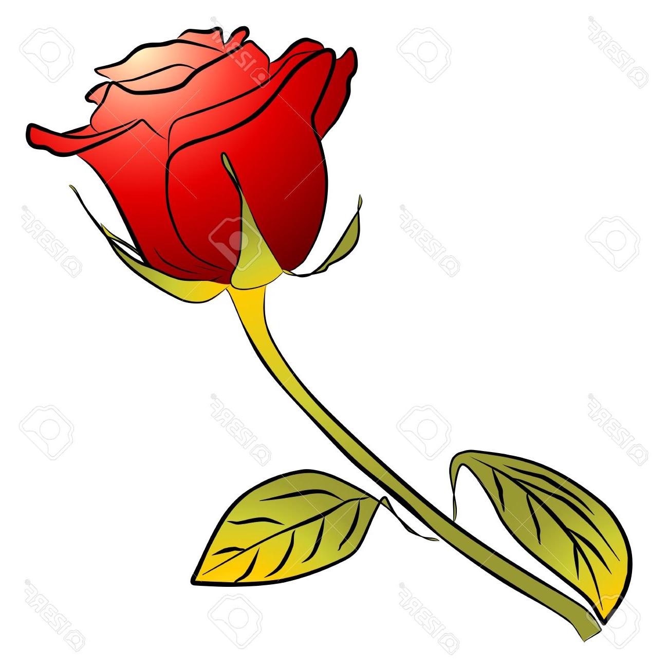1300x1291 Best Hd One Red Rose On White Background Stock Photo Stem Long Drawing
