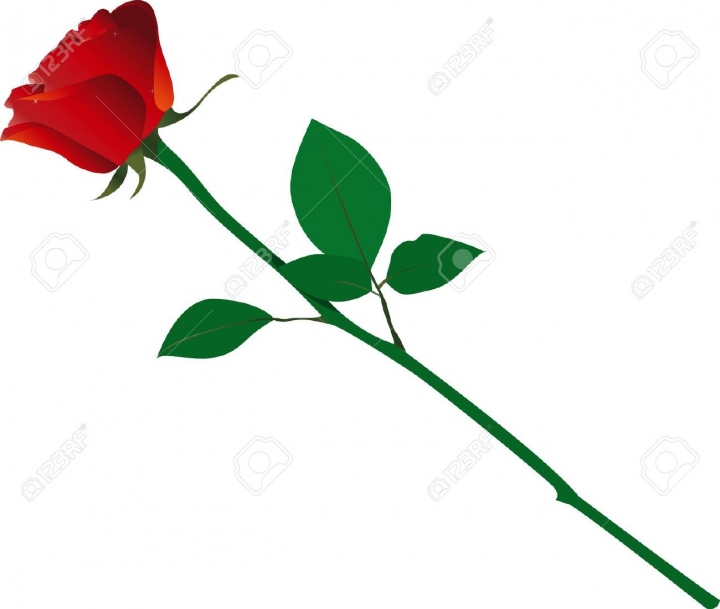 720x609 Rose Clipart Single
