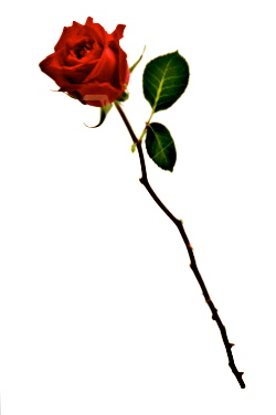 250x376 Clipart Long Rose Stem