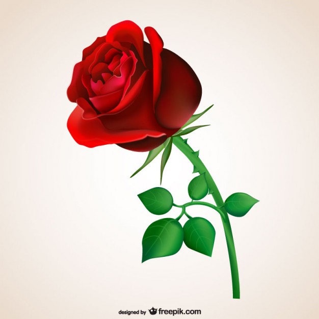 626x626 Roses Vectors, Photos And Psd Files Free Download