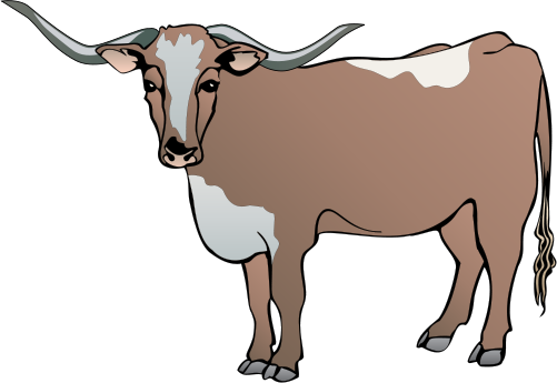 501x345 Longhorn Cattle Clipart Drawing