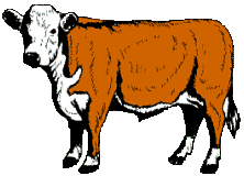 222x160 Longhorn Cattle Clipart Hereford
