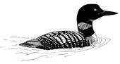 170x91 Stock Illustration Of Pacific Loon K2962918