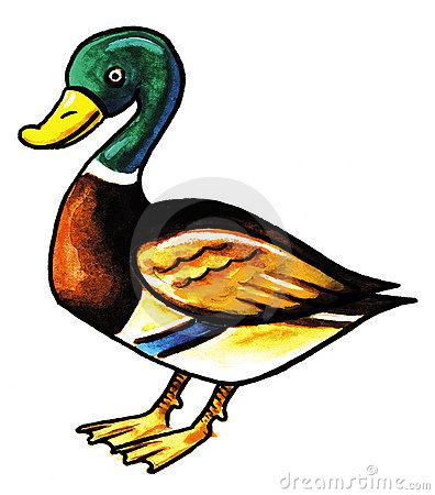 396x450 Top 86 Mallard Clip Art