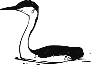 300x213 Western Grebe Clip Art