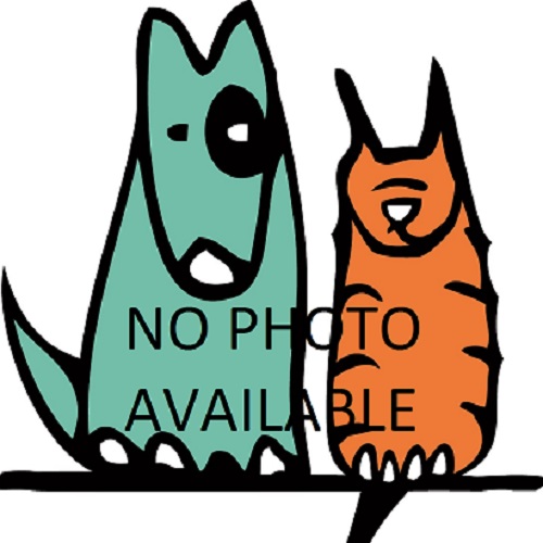 500x500 Lost And Found Park Hill Veterinary Medical Center