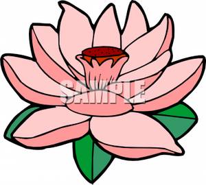 300x270 Free Clipart Image A Pink Lotus Flower