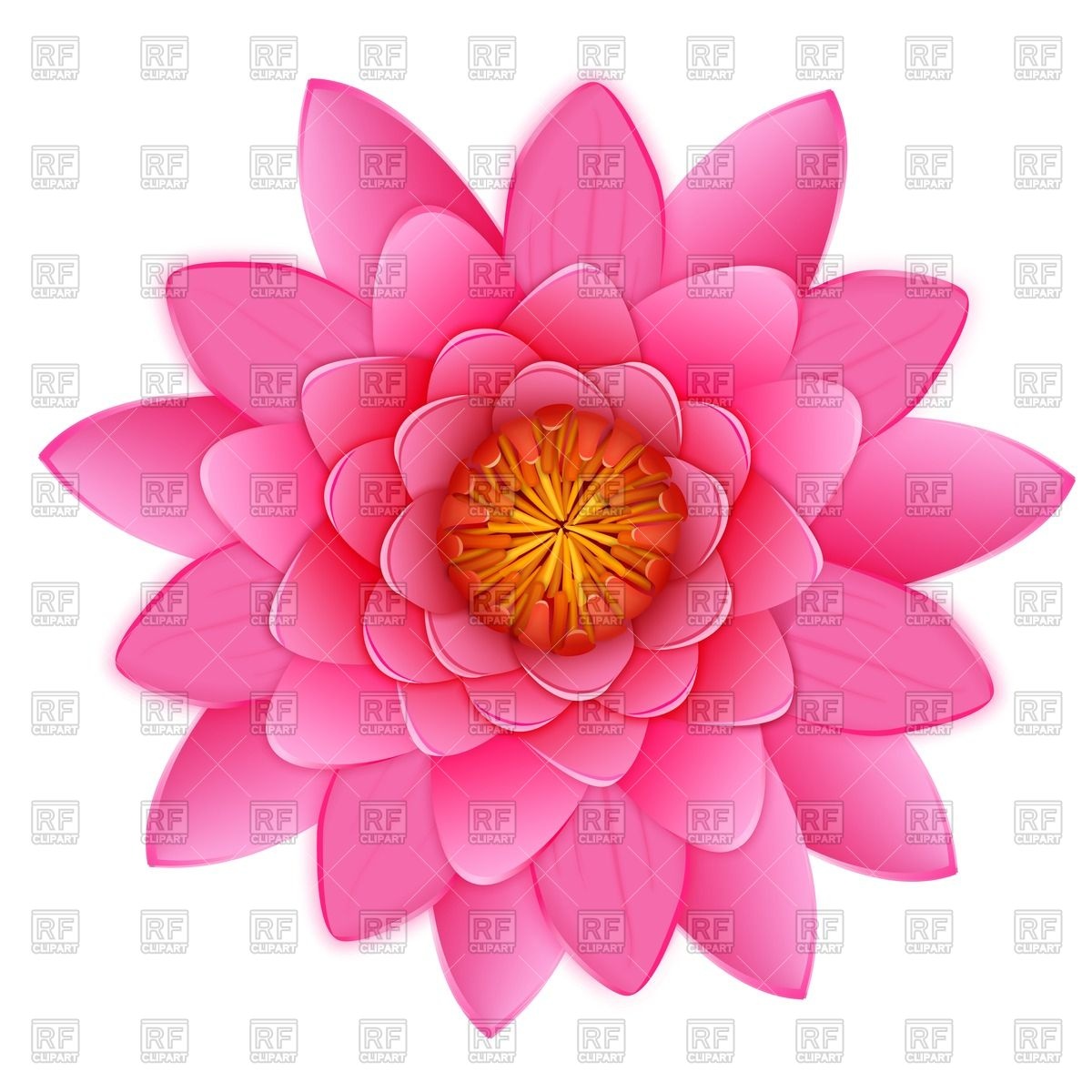1200x1200 Beautiful Pink Lotus Or Waterlily Flower Royalty Free Vector Clip
