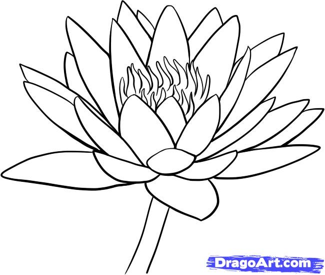 650x549 Drawn Lotus Water Drawing