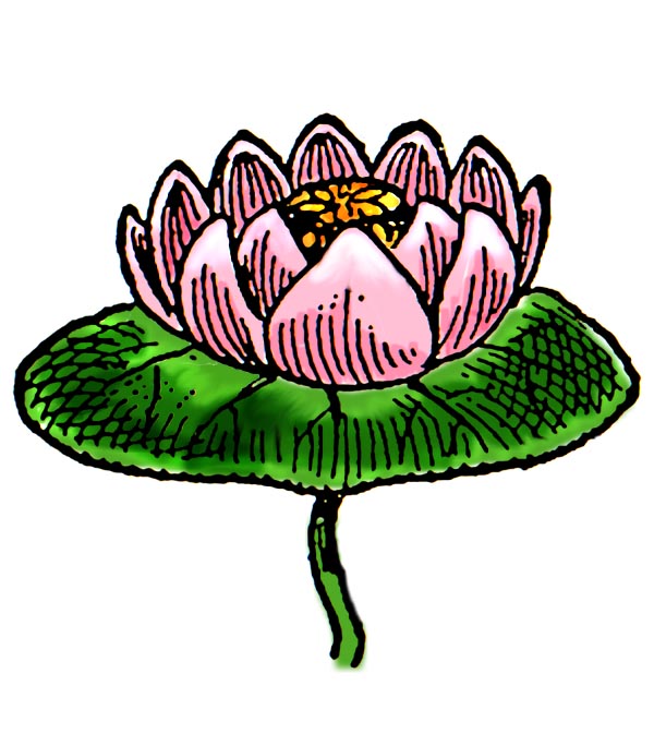 600x684 Water Lily Flower Clipart