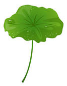 133x170 Clip Art Of Lotus Leaf K2180072