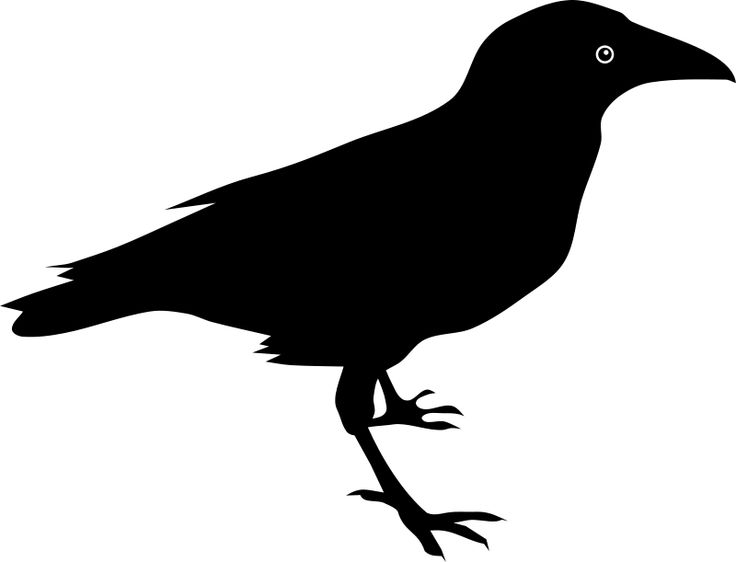 736x562 Raven Birds Clipart, Explore Pictures