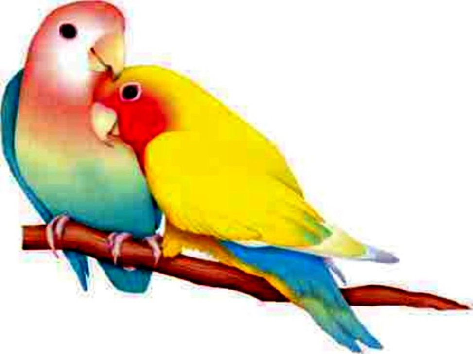 973x730 Lovebird Clipart Beautiful Bird