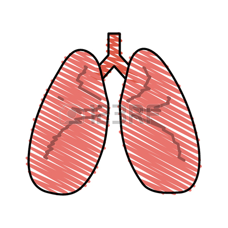 Lung Clipart