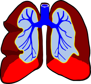 300x275 Healthy Lungs Clip Art