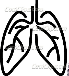 270x300 Human Lungs Vector Clip Art