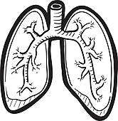 166x170 Lung Clip Art