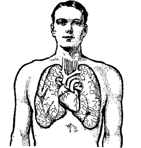 286x300 Lung Clip Art Download