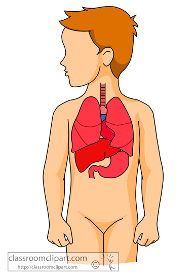 383x550 Lung Clipart
