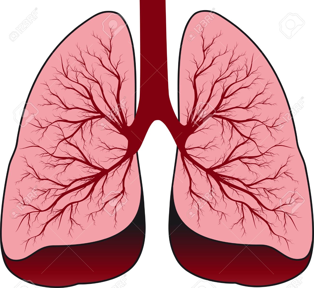 1300x1191 Lung Clipart
